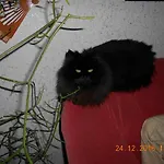 Vermiete Sehr Schoenes In Im Harz Daire Dankerode (Saxony-Anhalt)