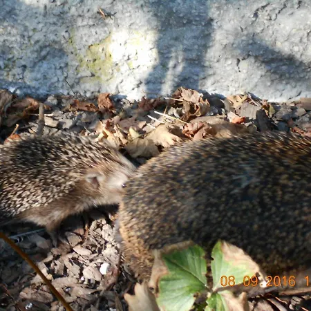 Lägenhet Vermiete Sehr Schoenes In Dankerode Im Harz