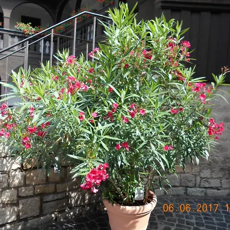 Vermiete Sehr Schoenes In Im Harz * Dankerode (Saxony-Anhalt)