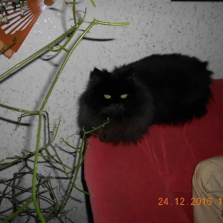 Vermiete Sehr Schoenes In Im Harz アパート Dankerode