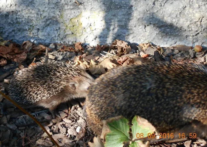 Appartement Vermiete Sehr Schoenes In Im Harz