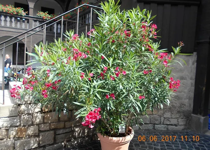 Vermiete Sehr Schoenes In Im Harz * Dankerode (Saxony-Anhalt)