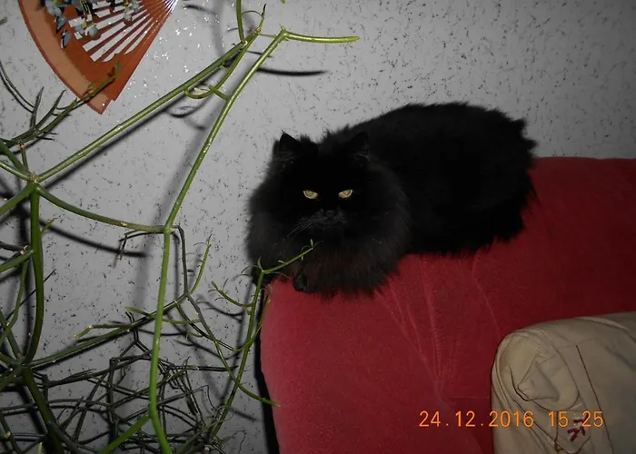 Vermiete Sehr Schoenes In Im Harz Apartamento Dankerode (Saxony-Anhalt)